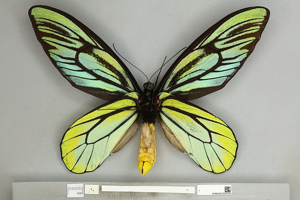 Fayl:010361534 Ornithoptera alexandrae ventral male.jpg