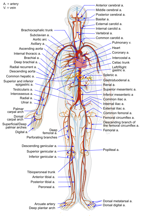 Fayl:Arterial System en.svg