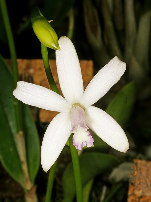 Fayl:Cattleya pabstii Orchi 027.jpg