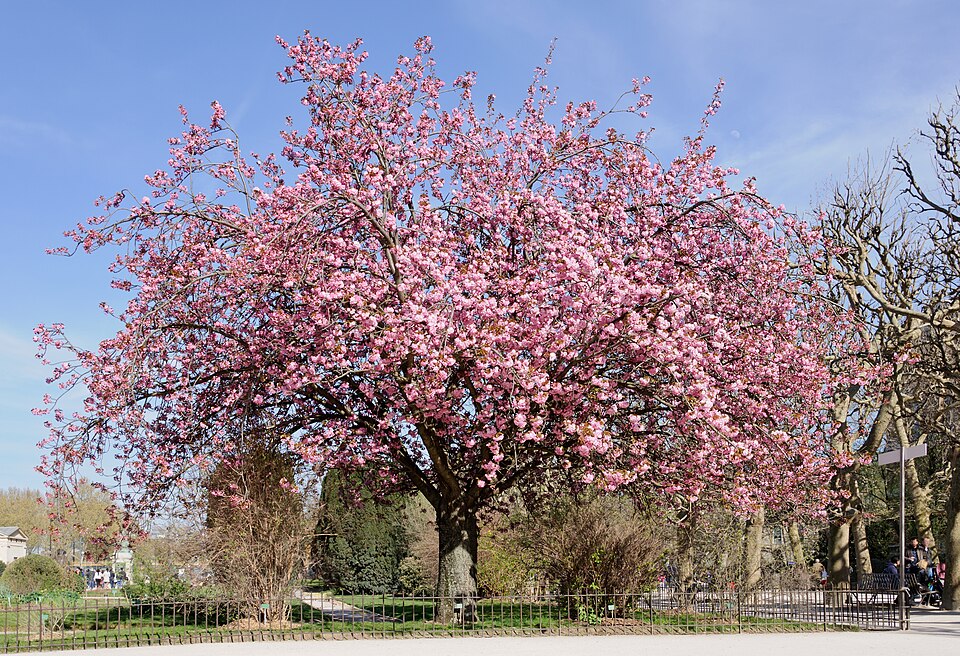 Fayl:Cerisier du Japon Prunus serrulata.jpg