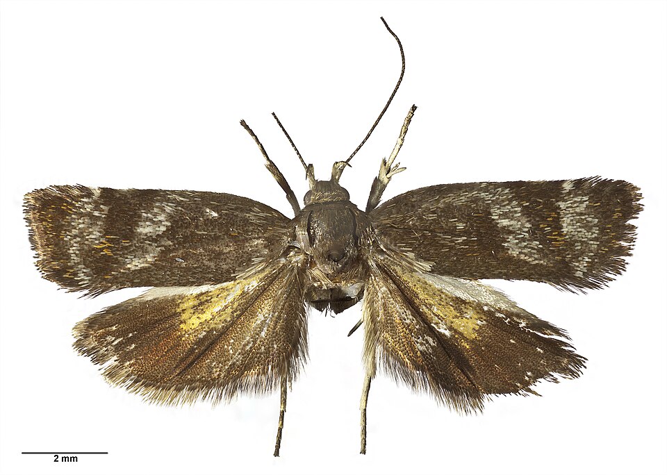 Fayl:Hierodoris bilineata AMNZ21769.jpg