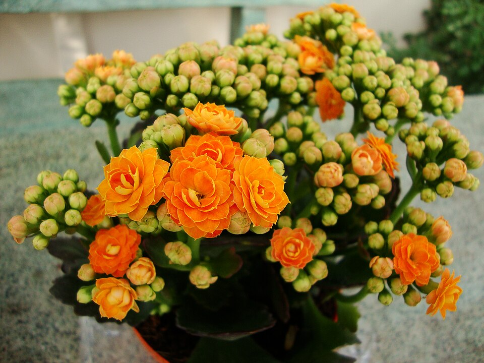 Fayl:Kalanchoe blossfeldiana var. Calandiva (2).jpg
