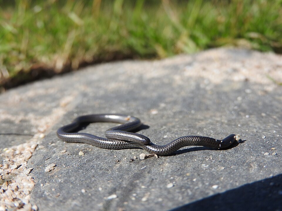 Fayl:Leptotyphlops nigricans.jpg