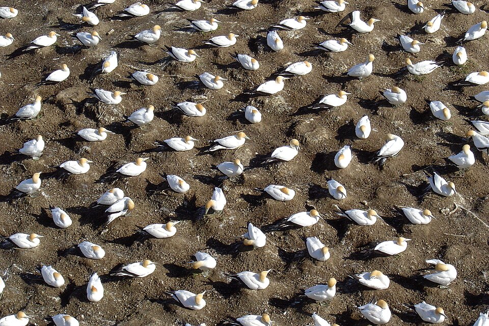Fayl:Muriwai gannets.JPG