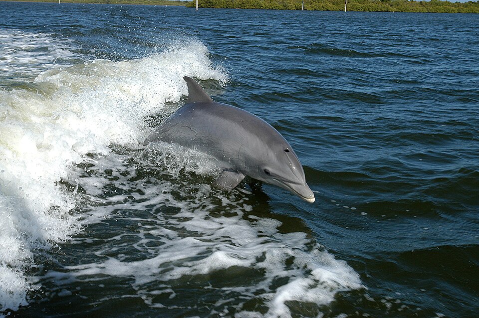 Fayl:Tursiops truncatus 01.jpg