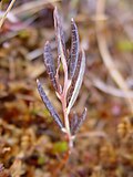Andromeda polifolia var. polifolia barglari