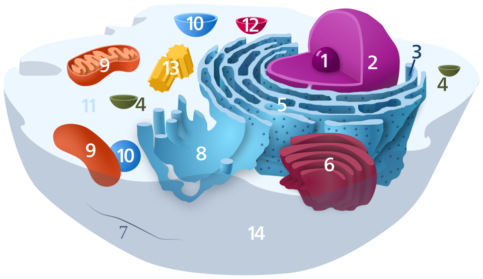 Fayl:Animal Cell.svg