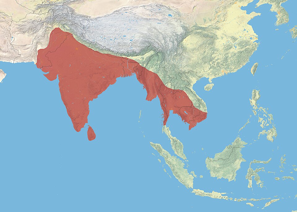 Fayl:Asian Openbill.JPG