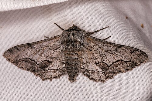 Cochisea sinuaria