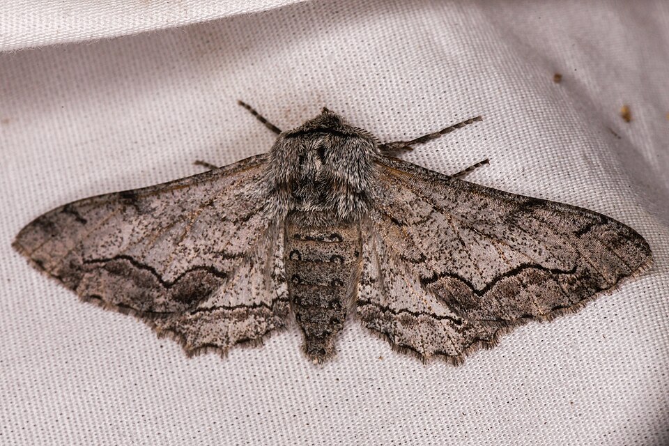 Fayl:Cochisea sinuaria.jpg