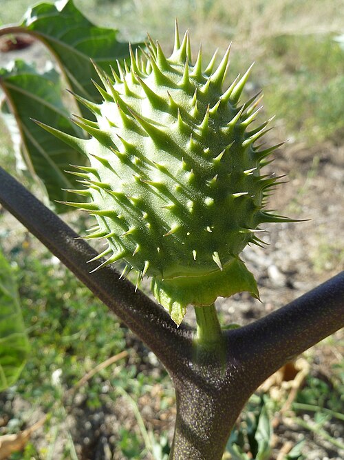 Fayl:Datura stramonium-frutos-1.JPG