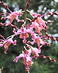 Dendrobium Margaret Thatcher, Spatulata bo'limiga tegishli gibrid