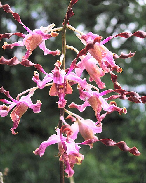 Fayl:DendrobiumMargaretThatcher-NationalOrchidGarden-Singapore-20041025.jpg