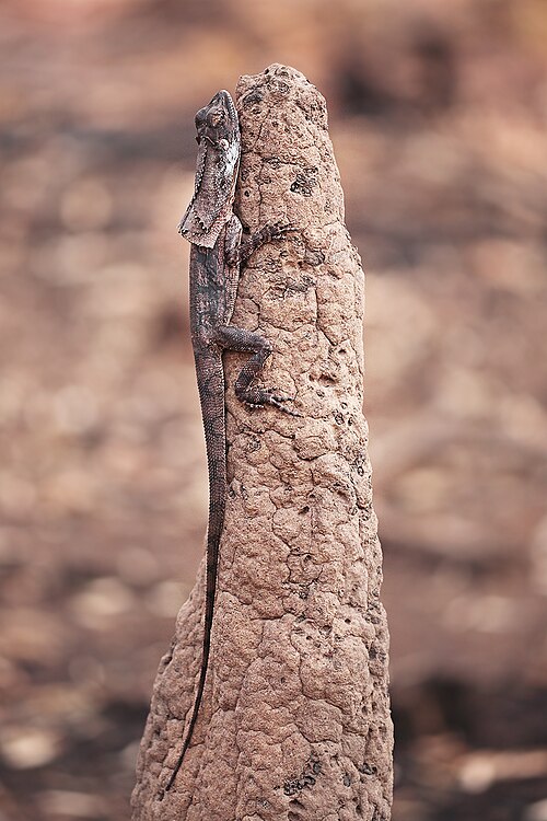 Fayl:Frillnecklizard.jpg
