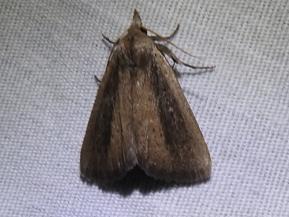 Fayl:Gabara stygialis 10682531.jpg