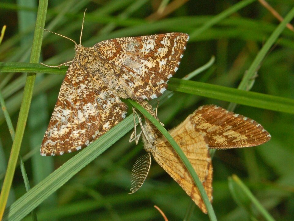 Fayl:Geometridae - Ematurga atomaria-1.JPG