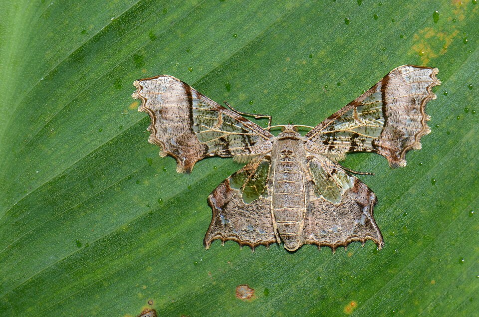 Fayl:Krananda extranotata (25465646134).jpg