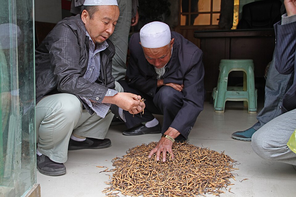 Fayl:Lhasa-Altstadt-30-Raupenhaendler-2014-gje.jpg