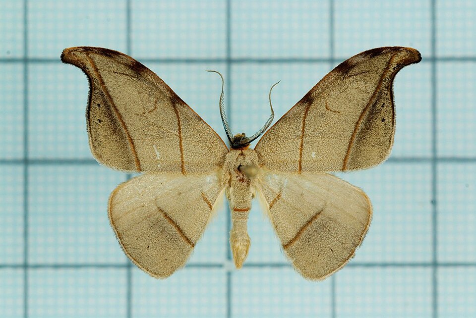 Fayl:Nordstroemia semililacina male.jpg