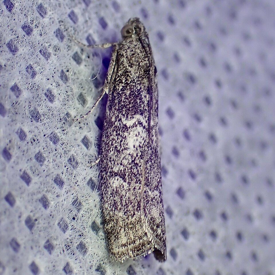 Fayl:Olybria furciferella.jpg