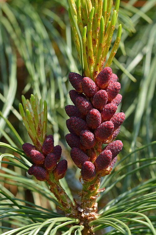 Fayl:Pinus pumila microstrobilus BG Tallinn.jpg