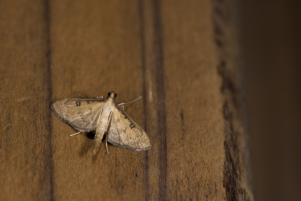 Fayl:Tatobotys depalpalis (39127816670).jpg