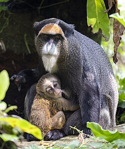 Cercopithecus neglectus