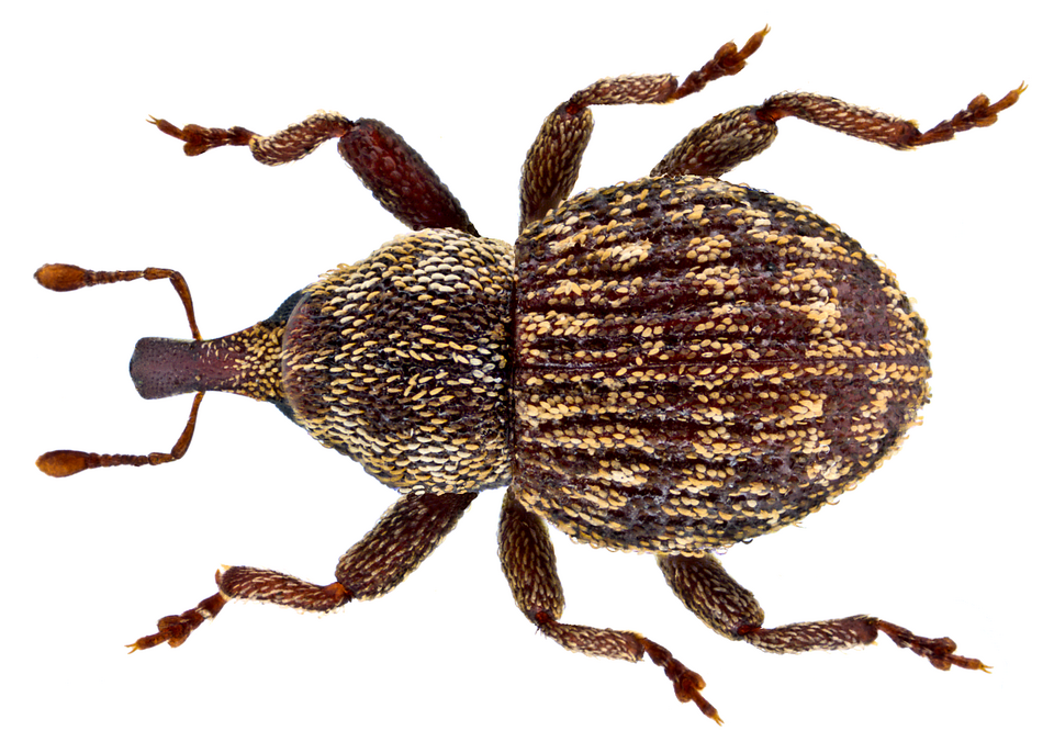 Fayl:Acalles ptinoides (Marsham, 1802) (15239557849).png
