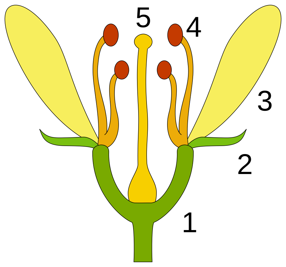 Fayl:Bluete-Schema.svg