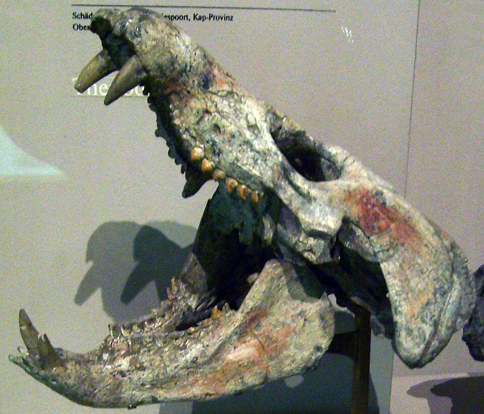 Fayl:Diademodon mastacus.jpg