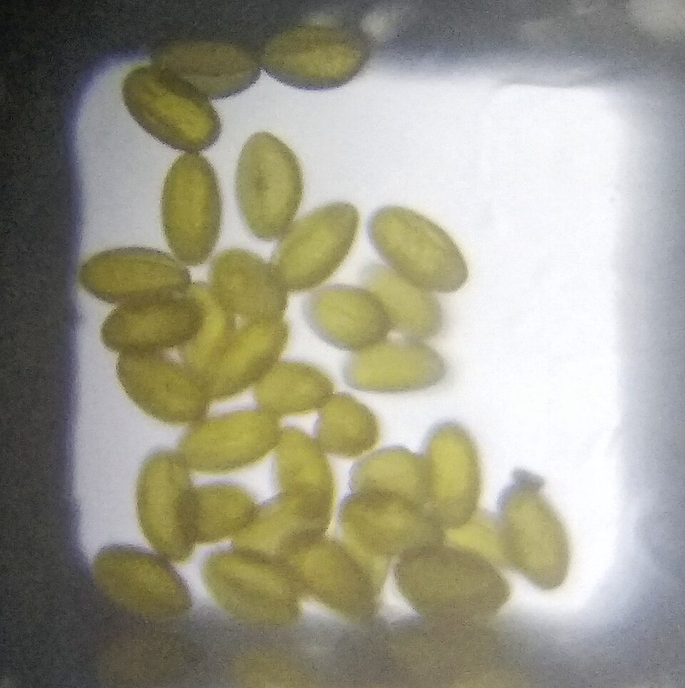 Fayl:Pollens of Momordica charantia.jpg