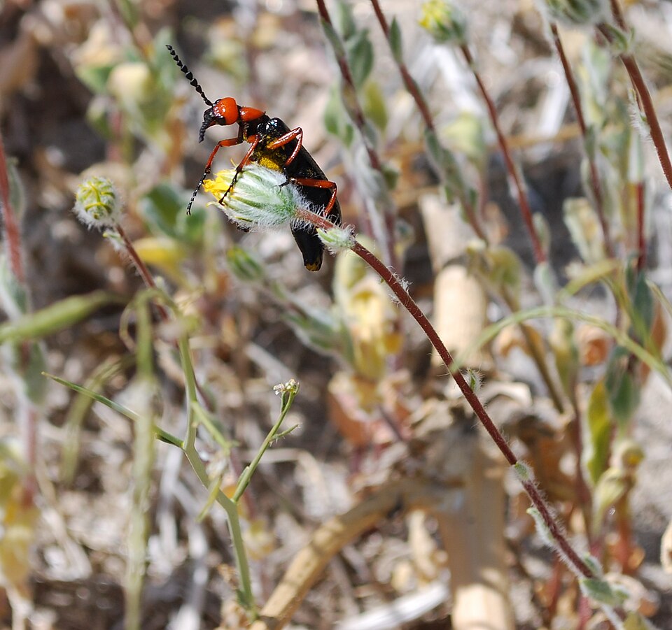 Fayl:Red Beetle 1.jpg