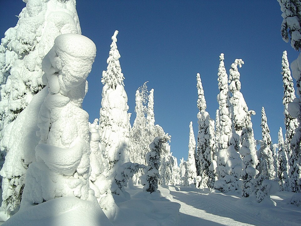 Fayl:Snow-covered fir trees.jpg