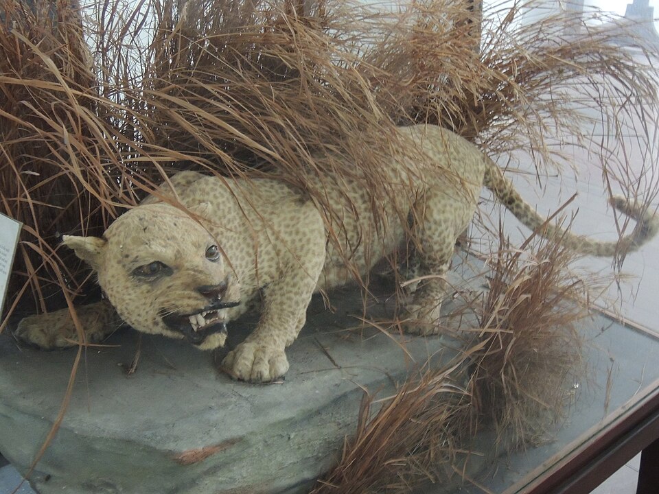 Fayl:Zanzibar Leopard 2.JPG