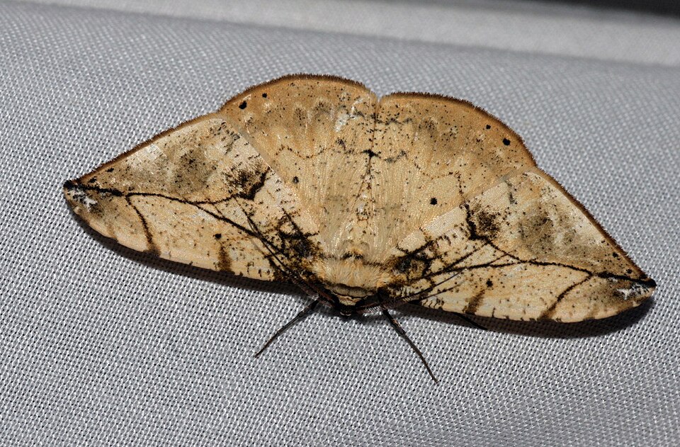 Fayl:Dalima delineata (Geometridae Ennominae Boarmiini).jpg