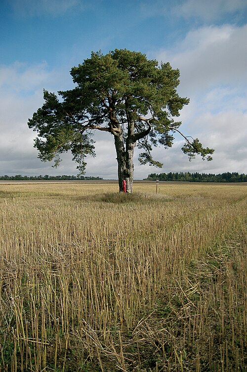 Fayl:Kallukse hiiemänd (foto Martin Suuroja).jpg