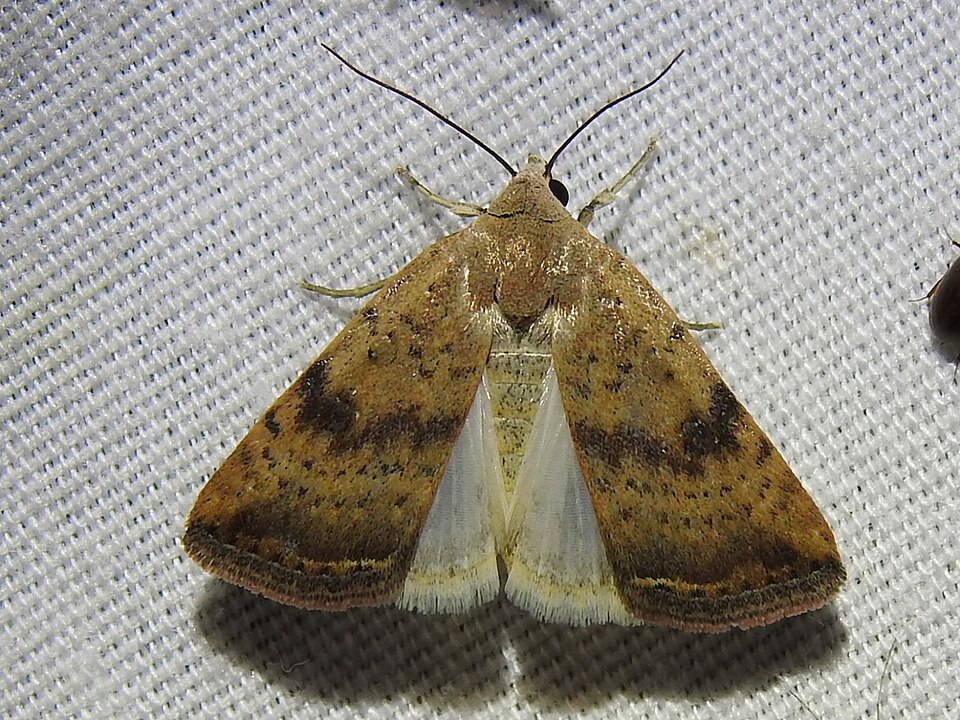 Fayl:Micrathetis triplex.jpg