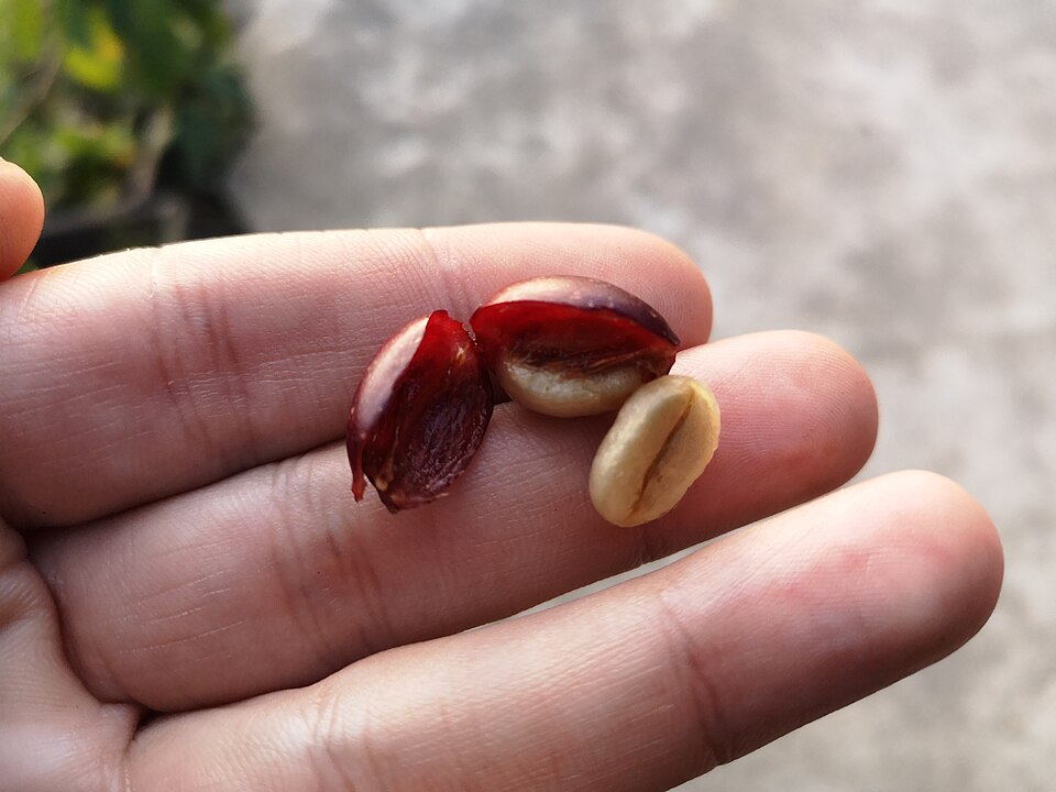 Fayl:Open coffee cherry.jpg