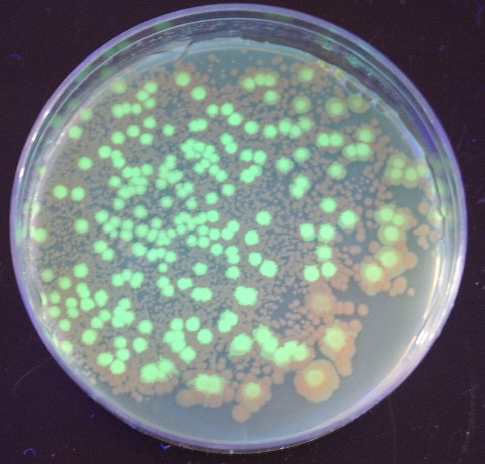 Fayl:PGlo-UltraViolet.jpg