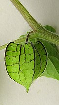 Tukli fizalis (Physalis pubescens)