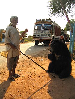 Pushkarda raqsga tushayotgan ayiq, Hindiston, 2003-yil