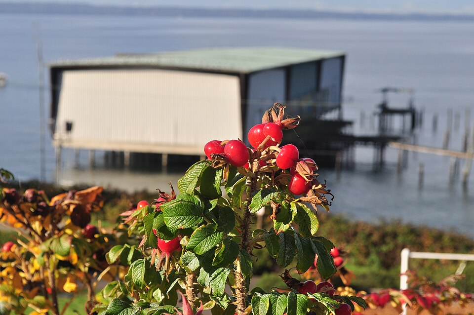 Fayl:Rose hips 02.jpg