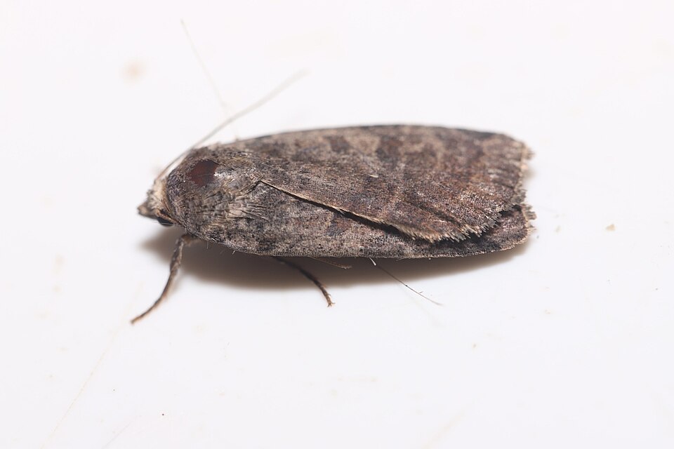 Fayl:Abagrotis placida - inat 88882466.jpg
