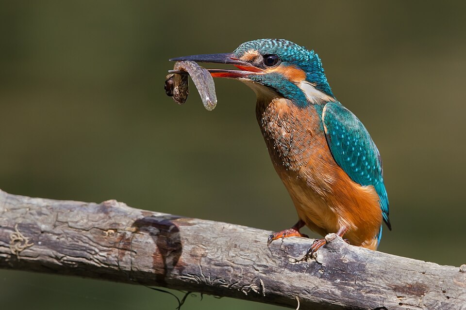 Fayl:Alcedo atthis eating a tadpole.jpg