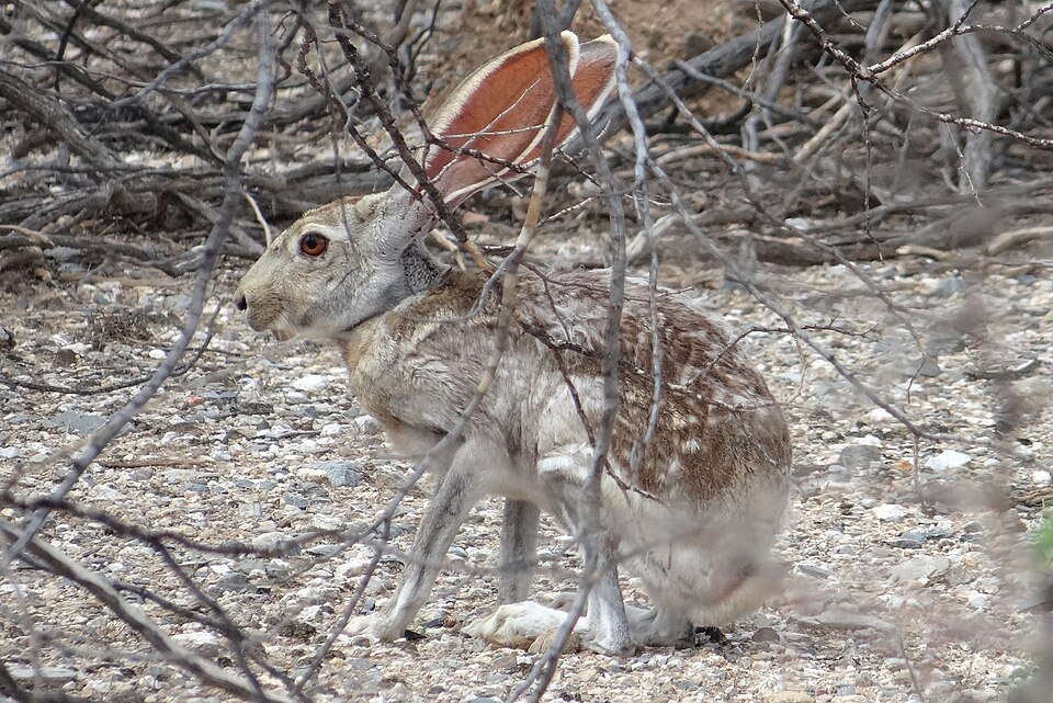 Fayl:Antelope jackrabbit 2.JPG