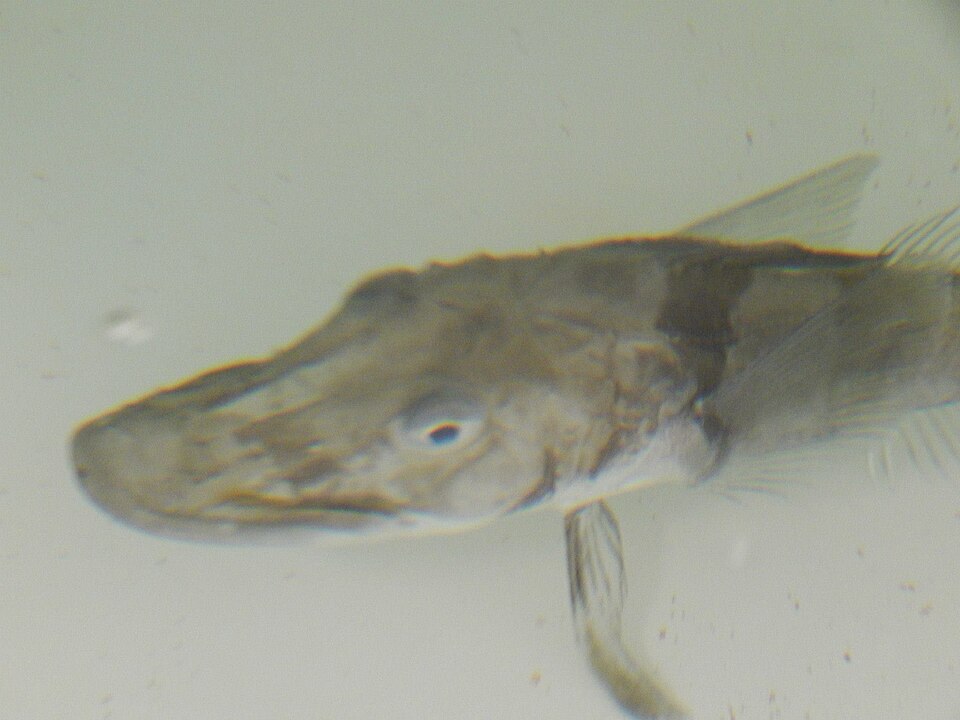 Fayl:C. aceratus.jpg
