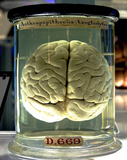 Fayl:Chimp Brain in a jar.jpg