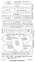 19:07, 2022-yil 12-aprel dagi versiya uchun tasvir