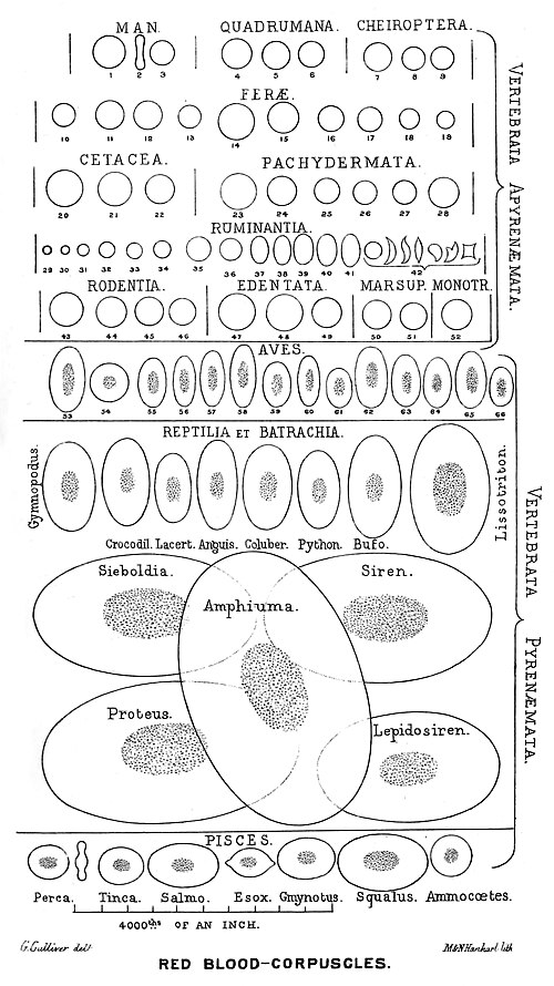 Fayl:Erythrocytes in vertebrates.jpg