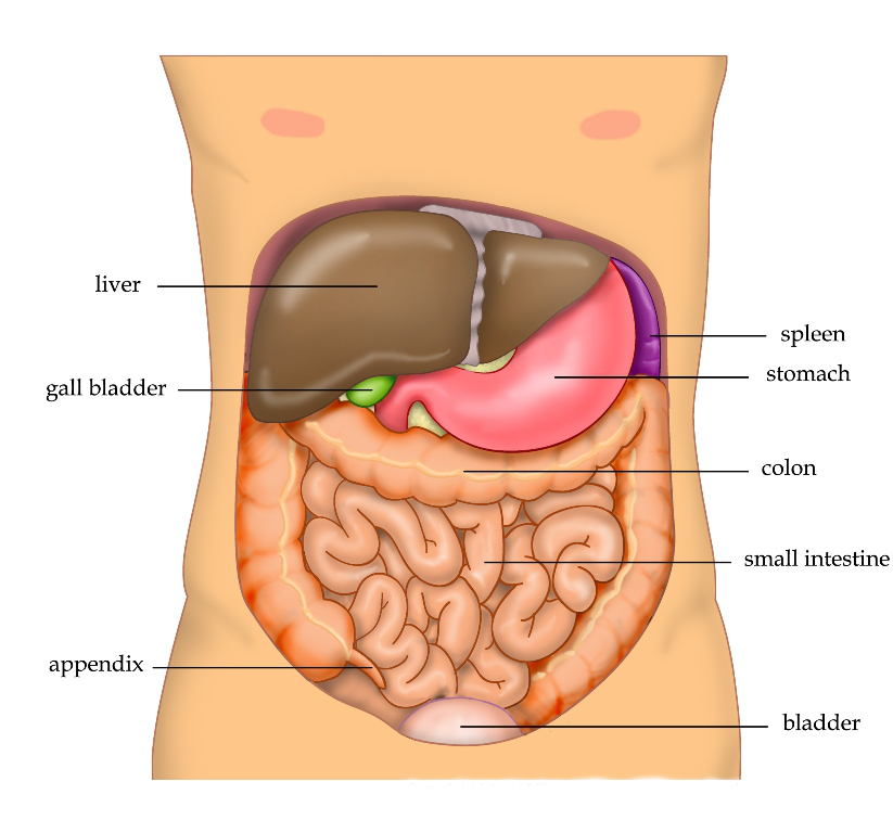 Fayl:Anatomy Abdomen Tiesworks.jpg